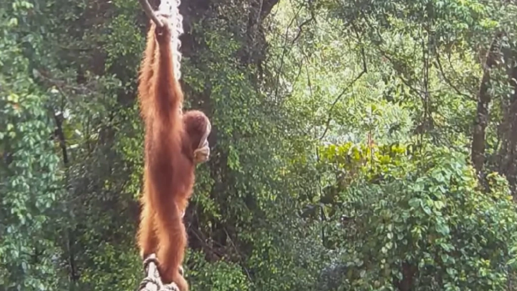 Foto: Touwbrug die leefgebieden van orang-oetans verbindt eindelijk gebruikt